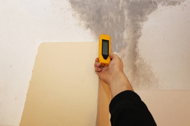 Reliable Beaver Creek, TX Mold Removal Solutions